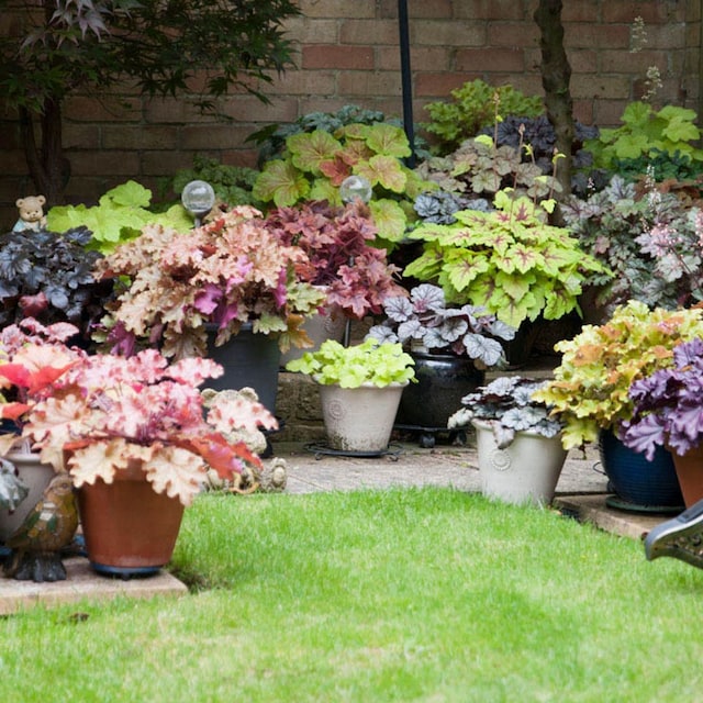 cuidados heuchera planta exterior hola decoracion