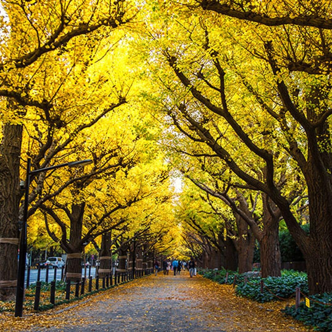 japon