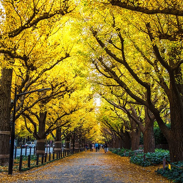 japon