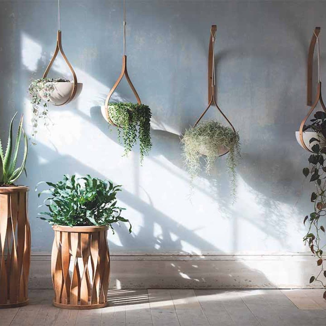 ¿Sabes por qué se mueren tus plantas de interior? ¡Sálvalas!