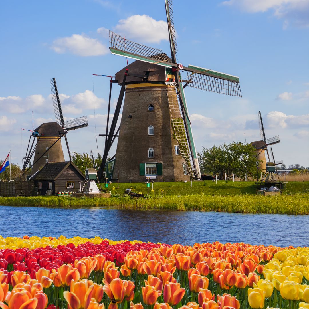 Molinos y flores en la campiña neerlandesa, Países Bajos