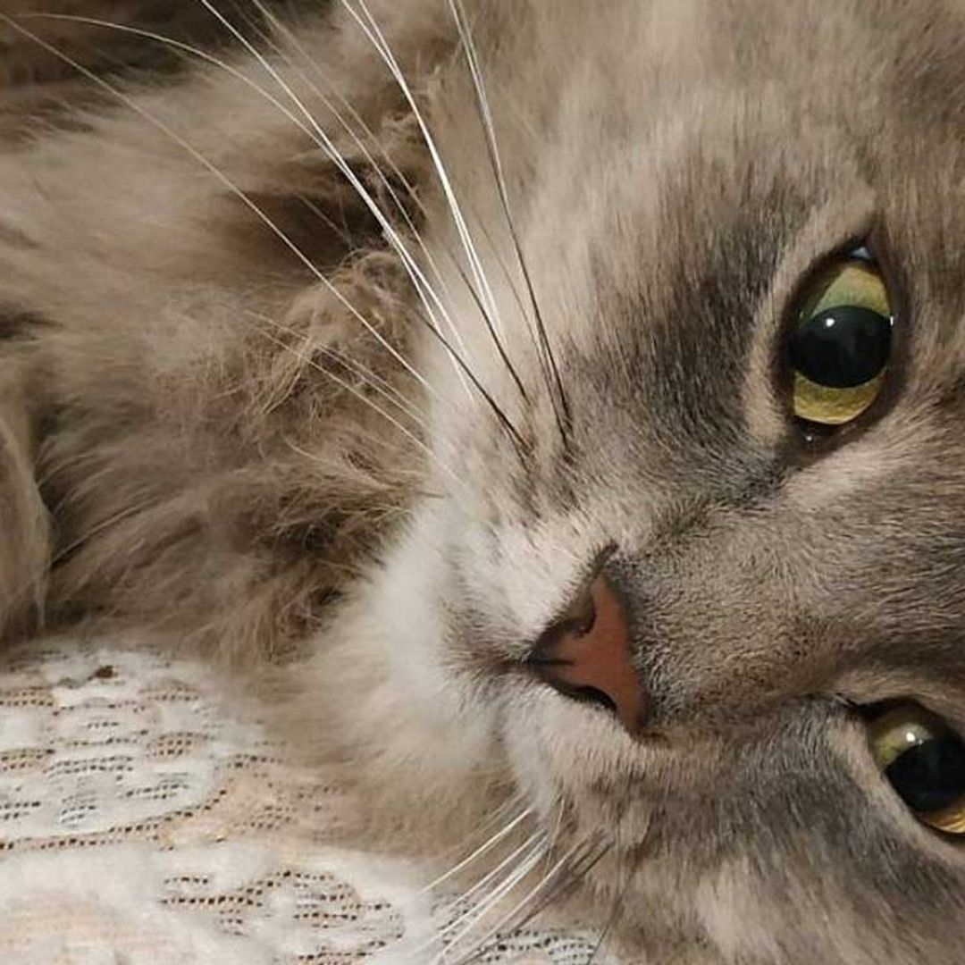 Una mujer embarazada salvó su vida gracias a su gato