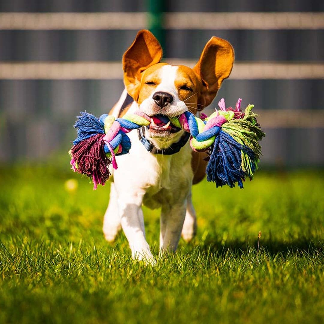 El juguete favorito de tu perro, ¿qué representa para él?