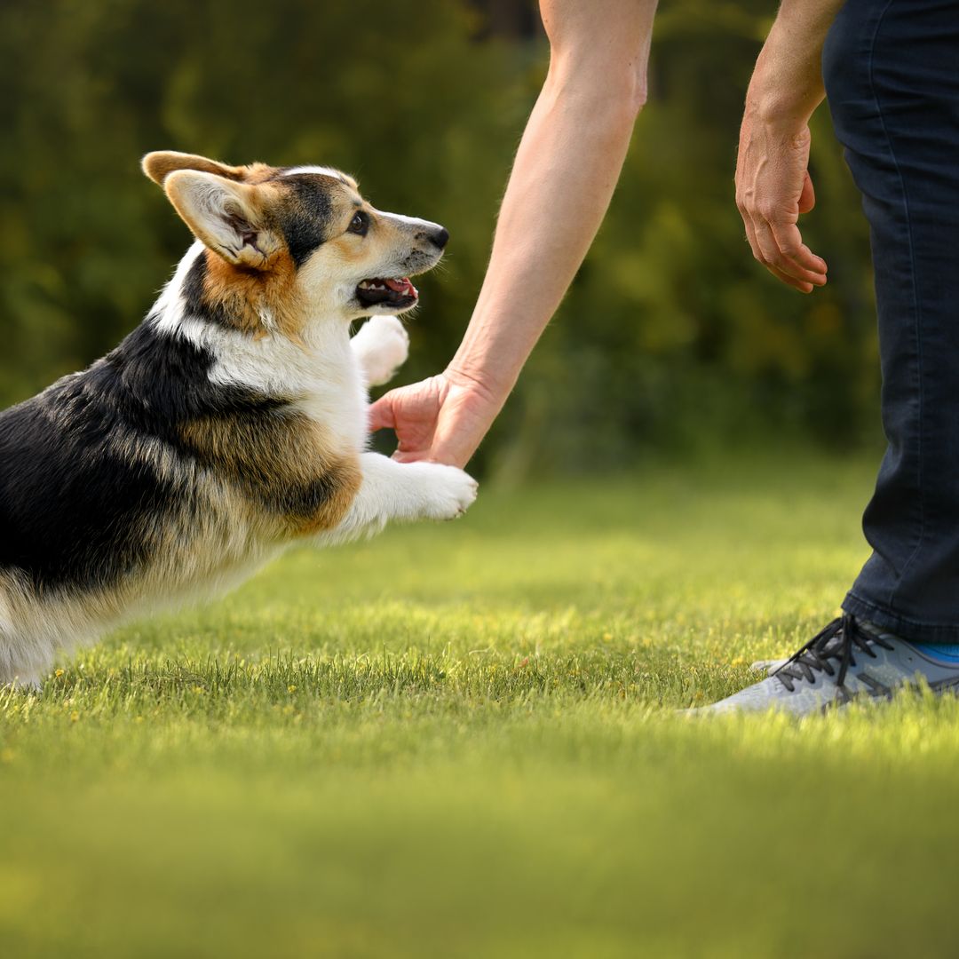 Royal Canin