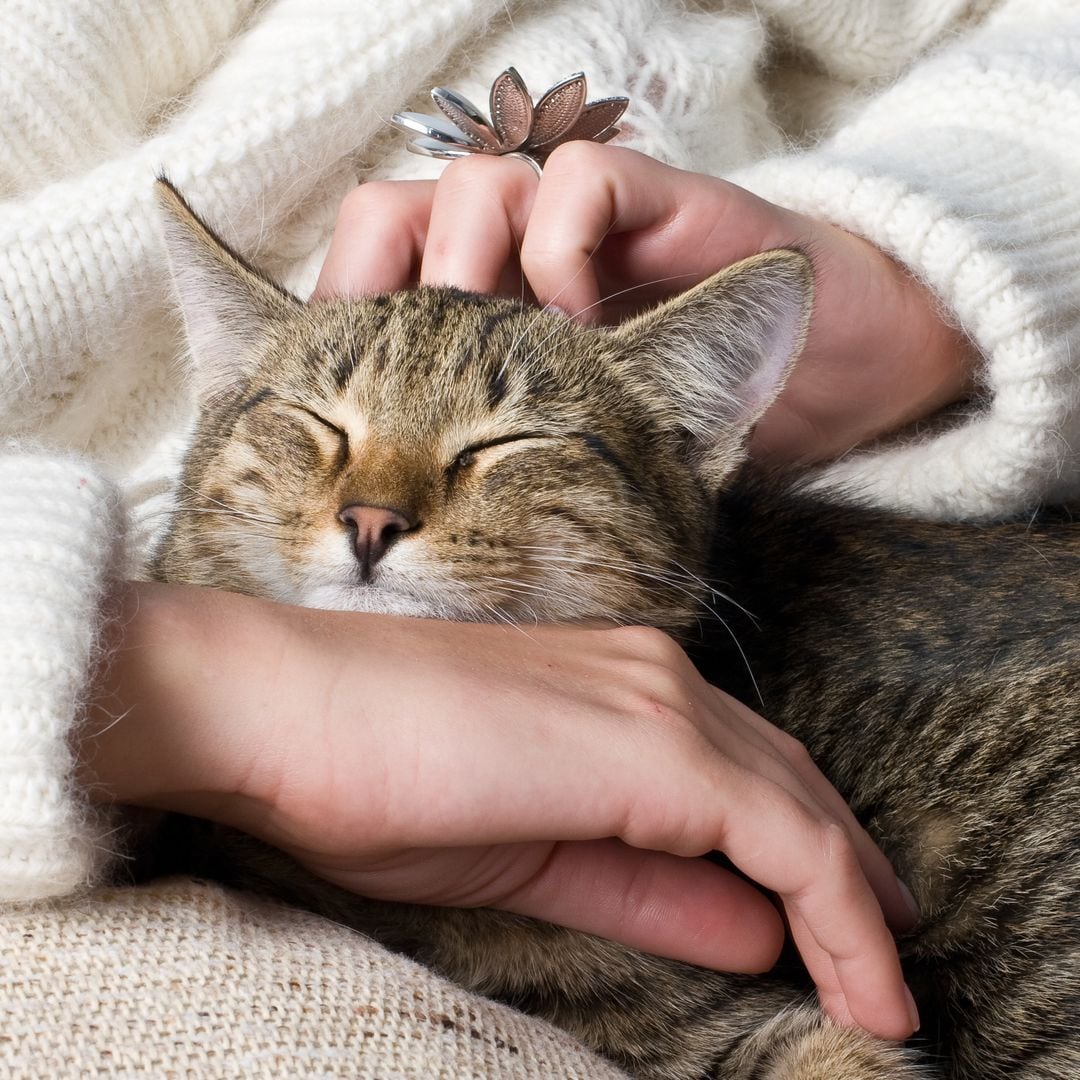 Si tu gato te araña o se va cuando lo acaricias, quizá eres tú el problema