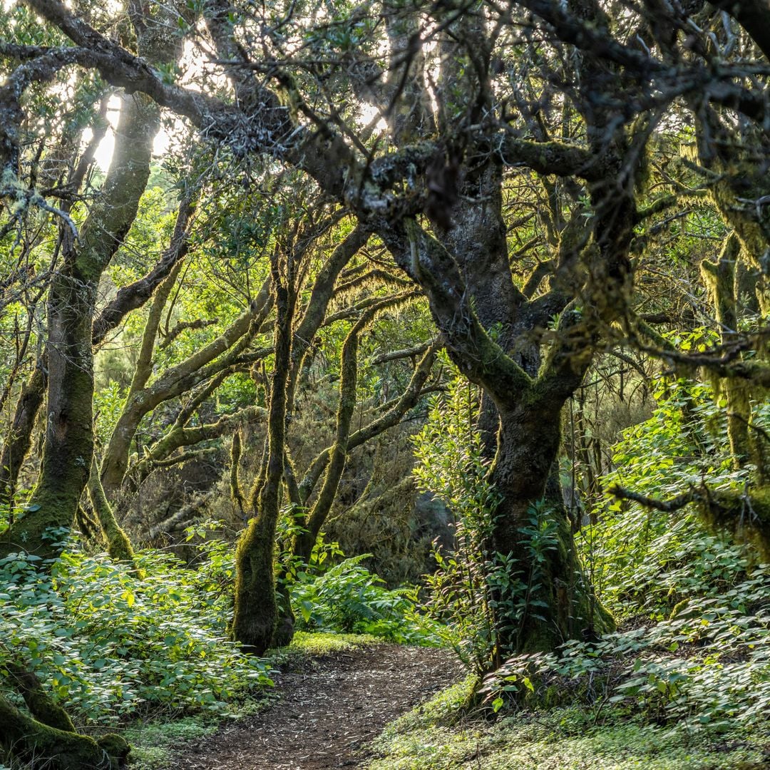 Bosque de laurisilva, La Llanía, El Hierro