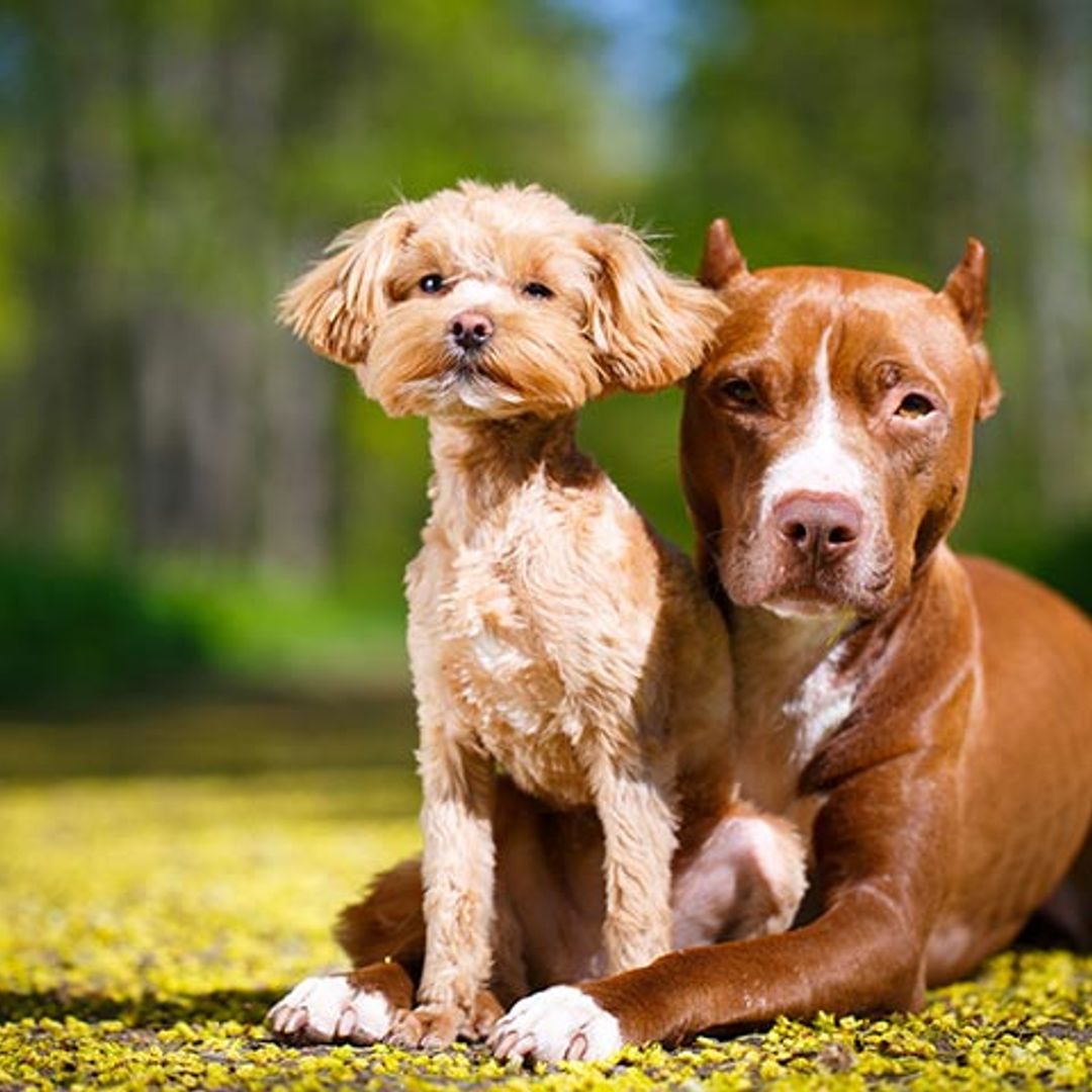 ¿Existen de verdad razas de perro potencialmente peligrosas?