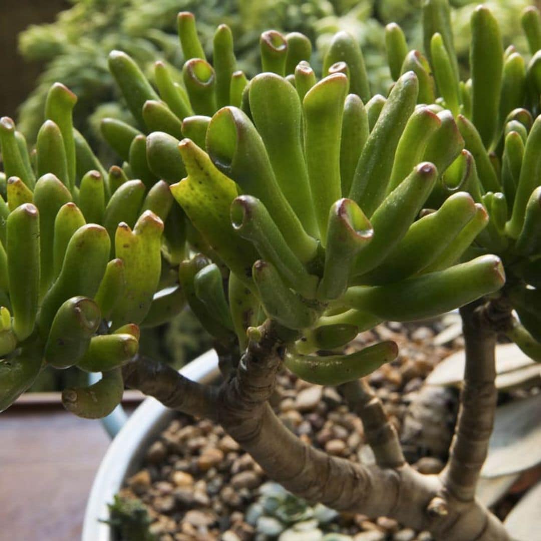Crassula Ovata 'Gollum', una original planta suculenta para tu casa