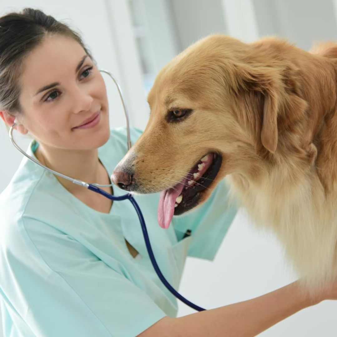 ¿Cómo puede afectar a tu mascota la enfermedad del gusano del corazón?