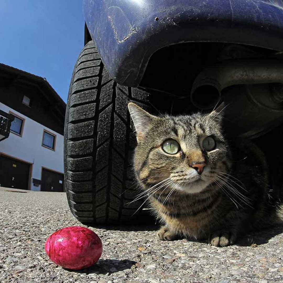 El tierno momento en el que un gato se reencuentra con su dueña 11 años después de su desaparición