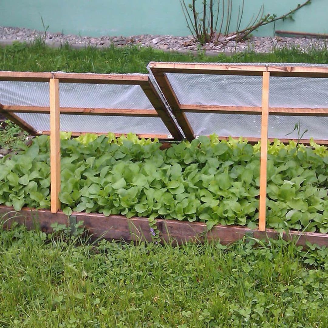 ¿Qué plantar en tu huerto doméstico en verano? Y cómo cuidarlo