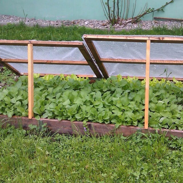 cultivo cuidado huerto verano hola decoracion