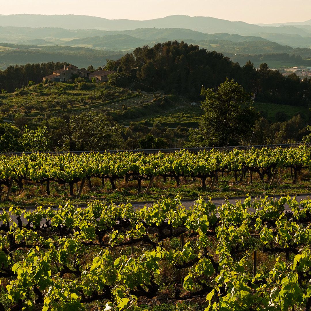 Visita a las mejores bodegas de cava de Cataluña esta Navidad:Visita a las mejores bodegas de cava de Cataluña esta Navidad: Llopart
