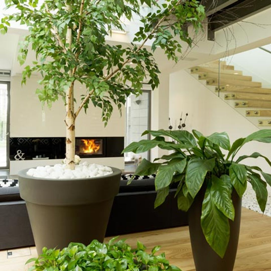 Me voy de vacaciones, ¿qué hago con las plantas?
