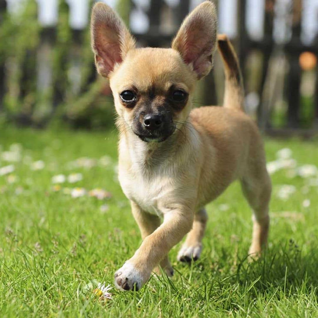 Estas son las razas de perro más difíciles de adiestrar