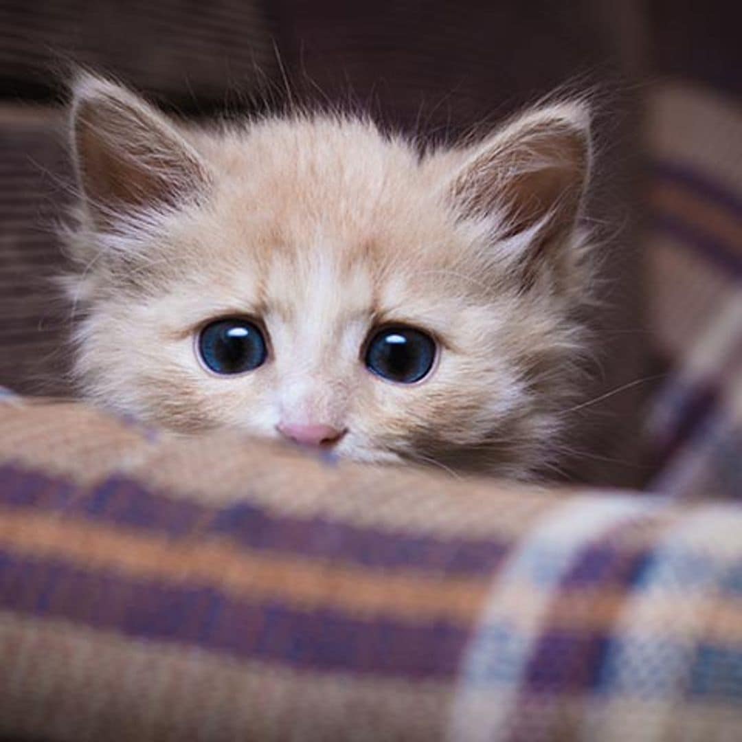 Tu gato también puede sufrir estrés