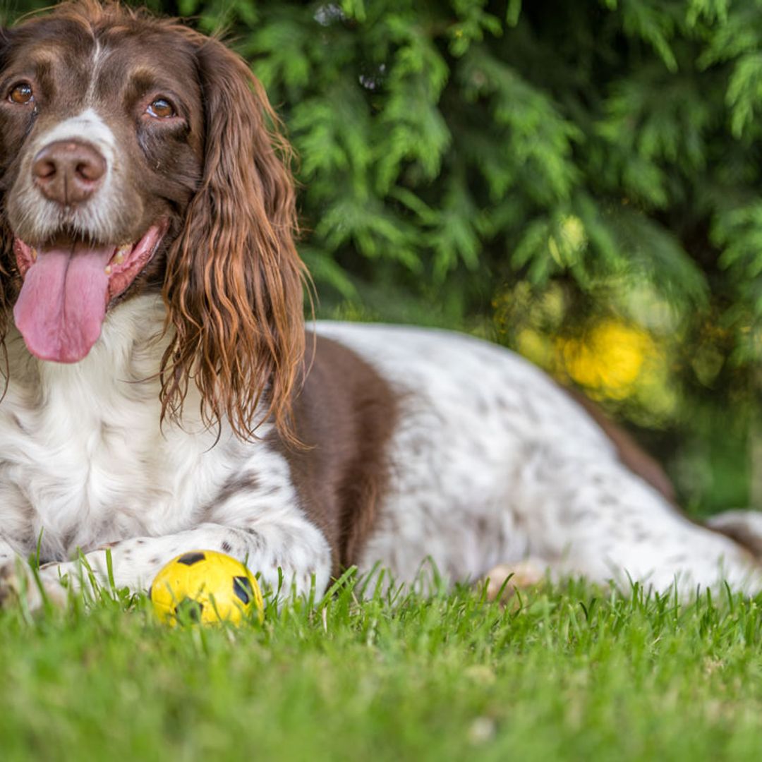 son los springer spaniels ingleses buenos perros de familia