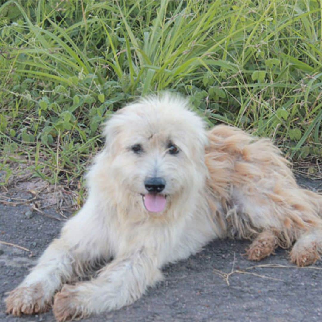 BonBon, la historia del perro que espera a su familia durante cuatro años a pie de carretera