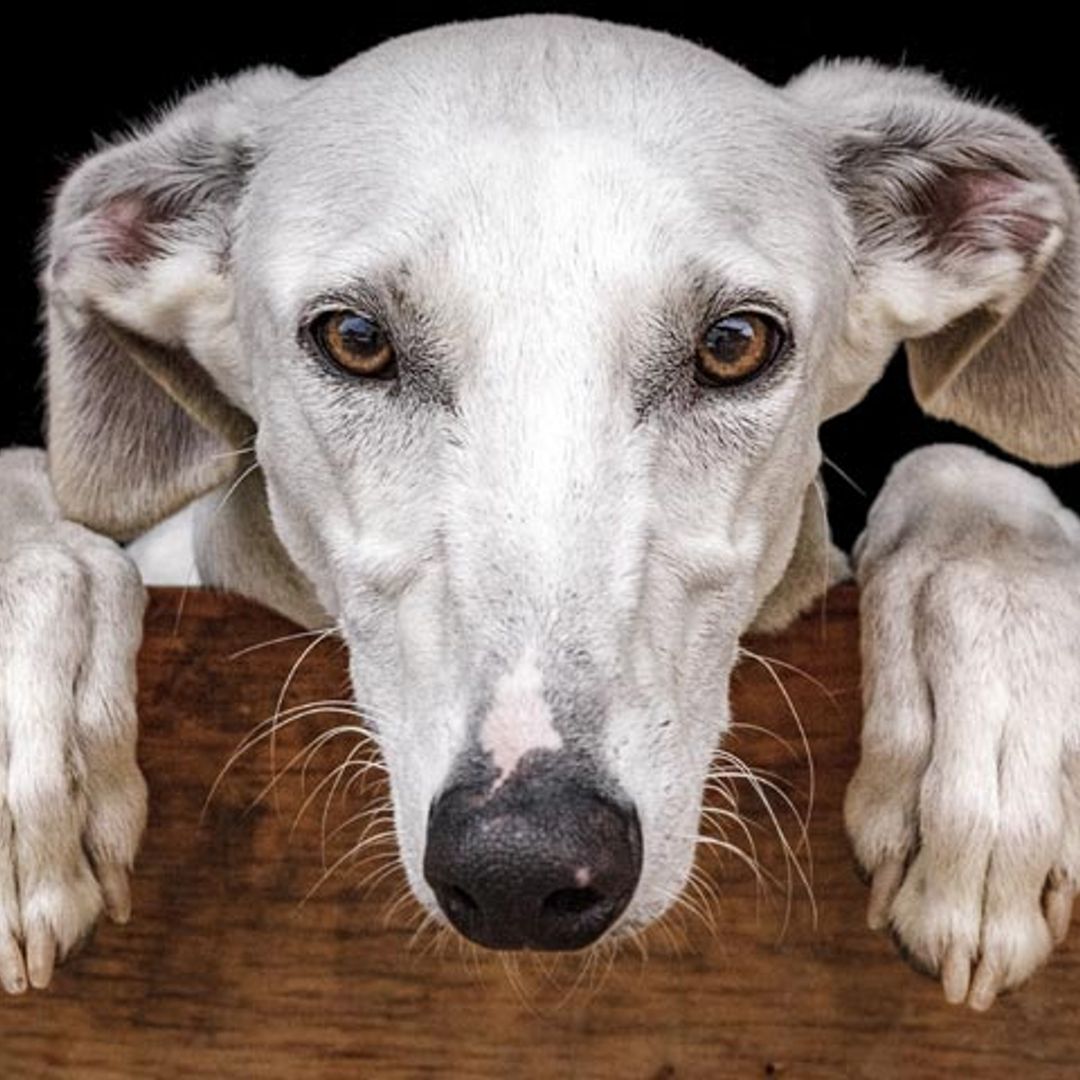 Día Mundial del Galgo, la raza más maltratada de nuestro país