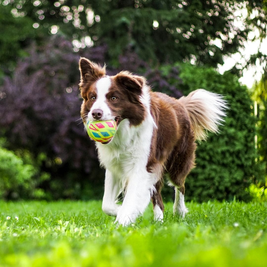 Gemma Baciero, veterinaria: “Los suplementos para perros pueden ser muy útiles ante determinadas sensibilidades”