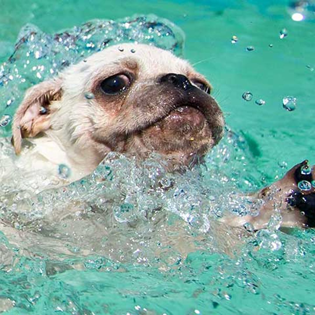 ¿Sabes qué es la hidroterapia para perros?