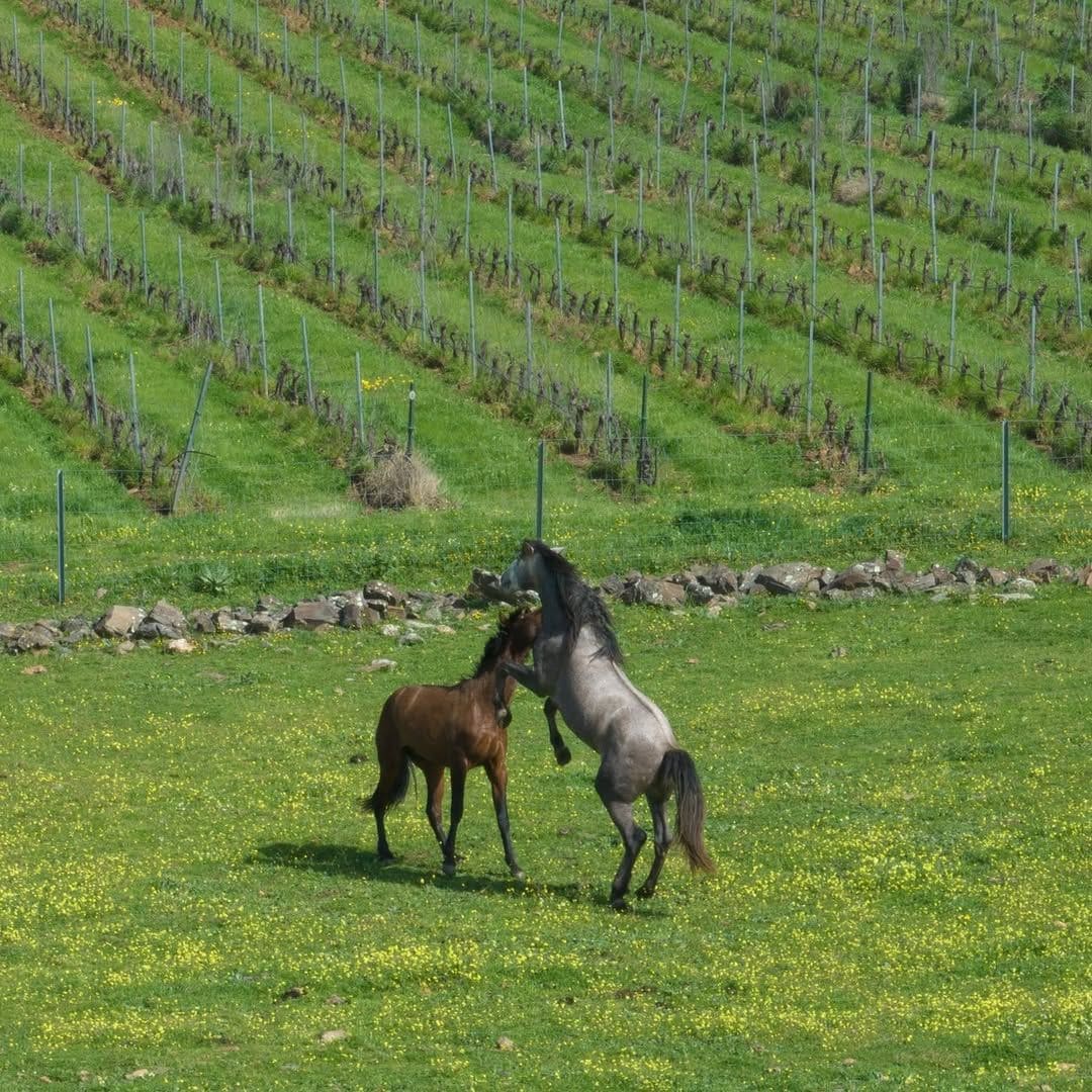 Viñedos y caballos de Bodegas Habla, Trujillo, Cáceres