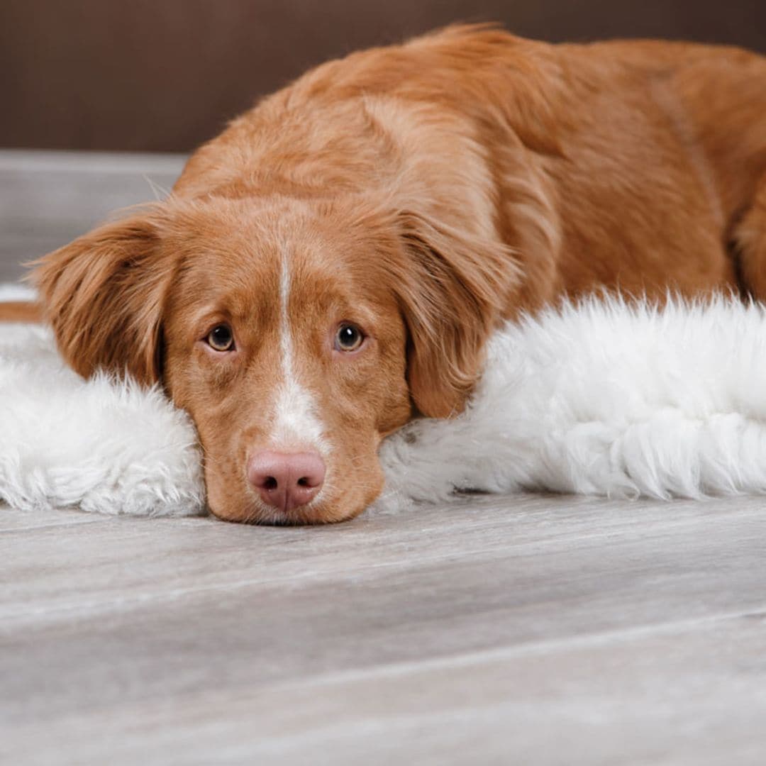 Presta atención a estos comportamientos de tu perro: ¿debes preocuparte?