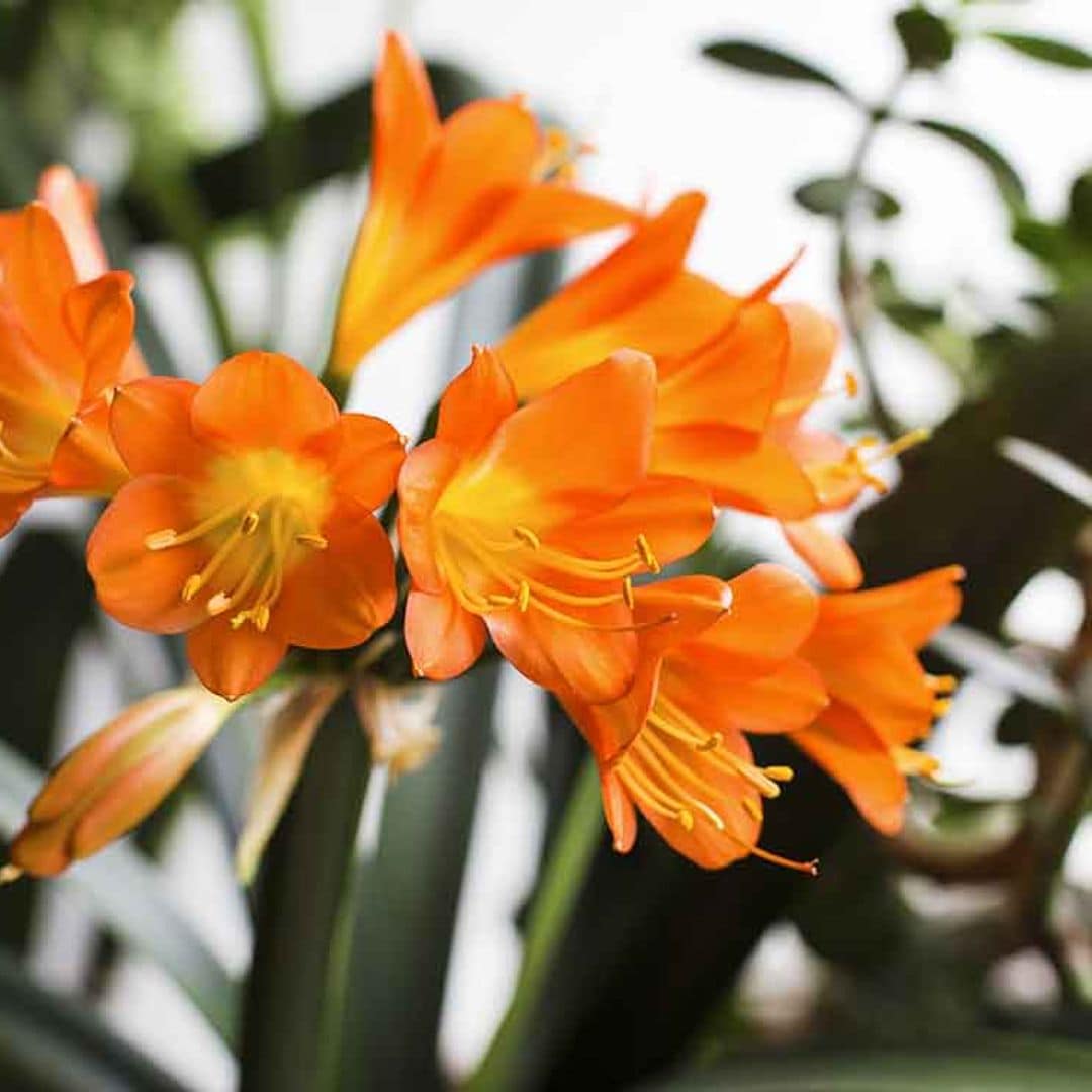 Clivia, una planta de interior muy fácil de cultivar