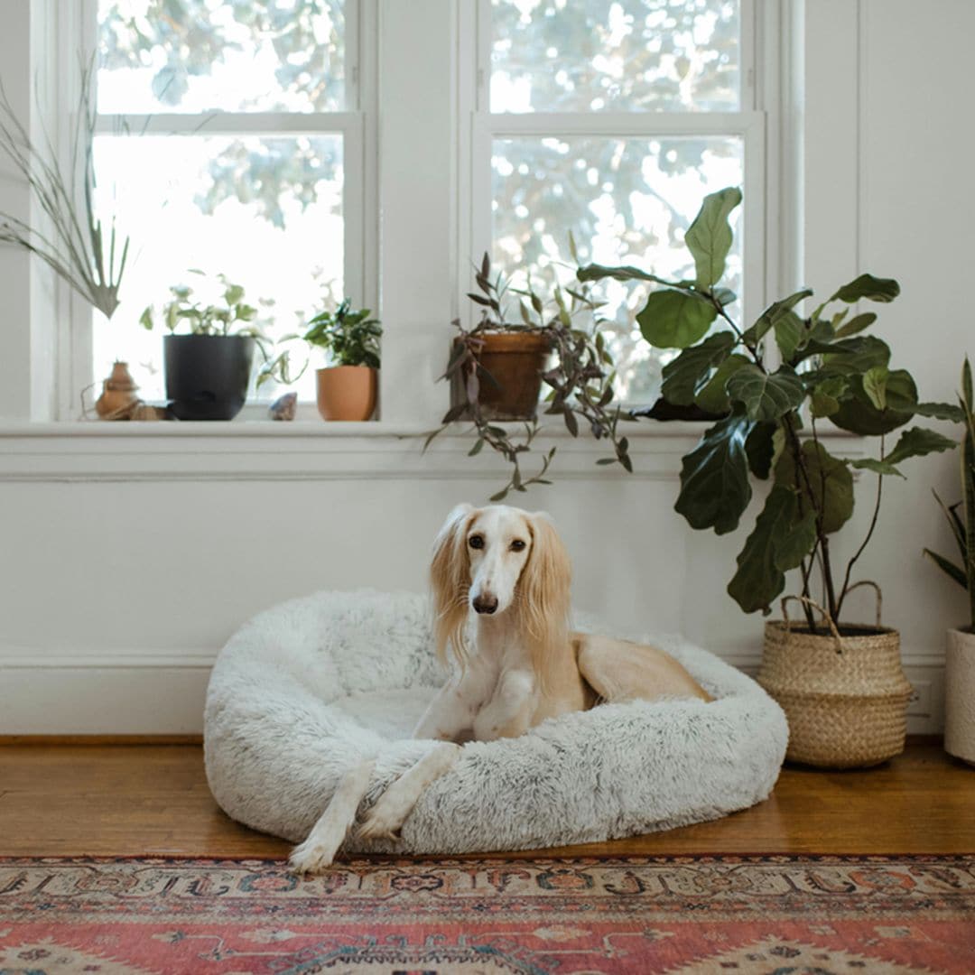 Qué plantas de interior debes elegir si tienes mascota en casa