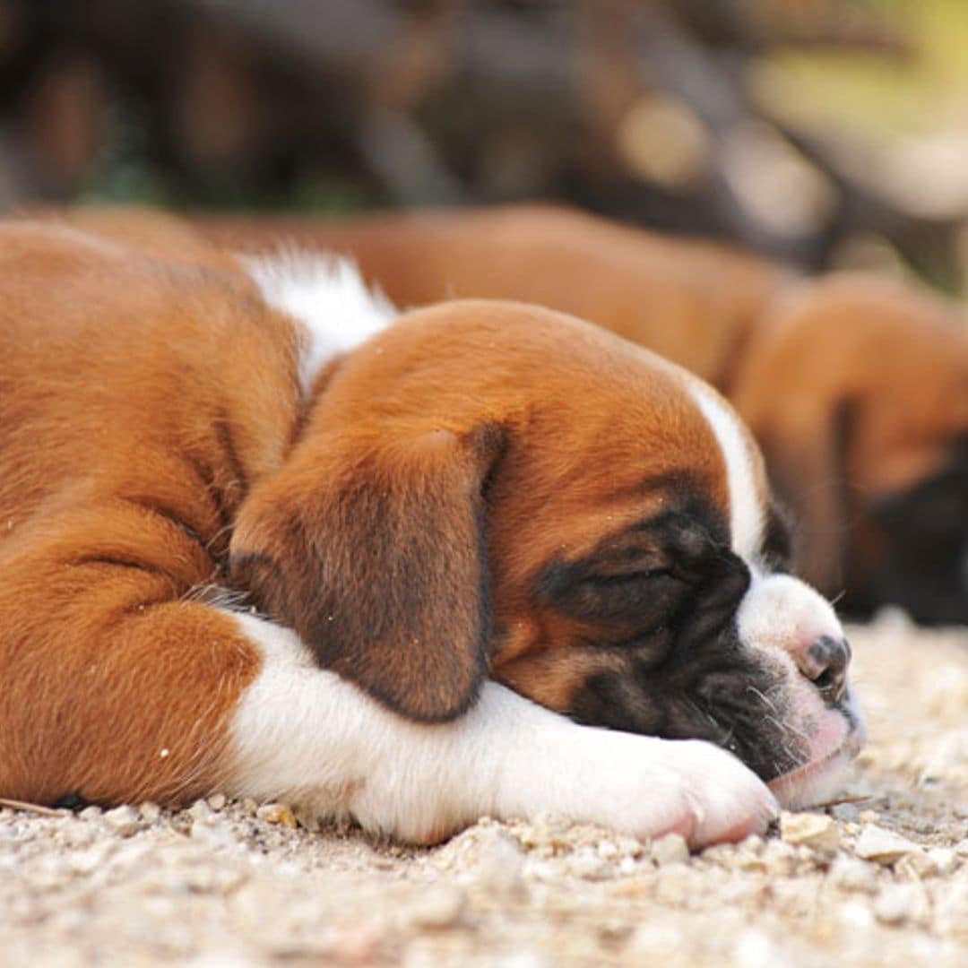 Todo lo que debes saber sobre la epilepsia en los perros