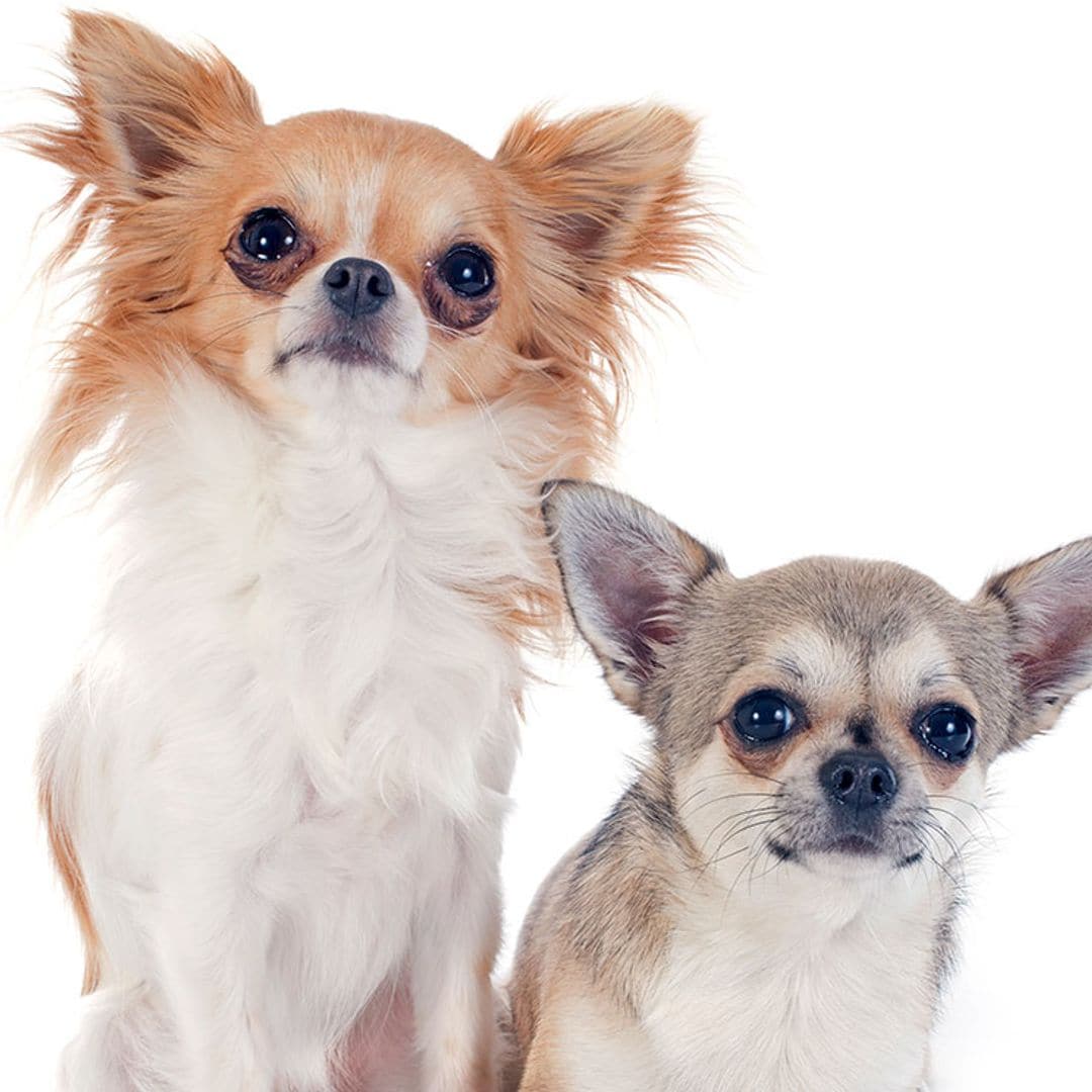 Chihuahua, todo lo que tienes que saber sobre esta apreciada raza canina