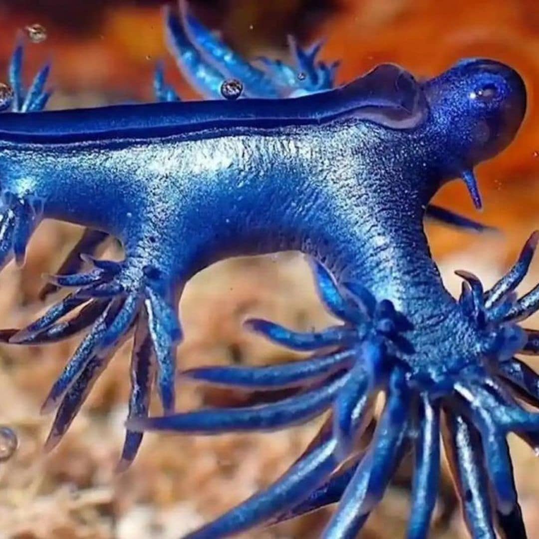 Alerta en las playas andaluzas: así es el dragón azul que podría picarte este verano