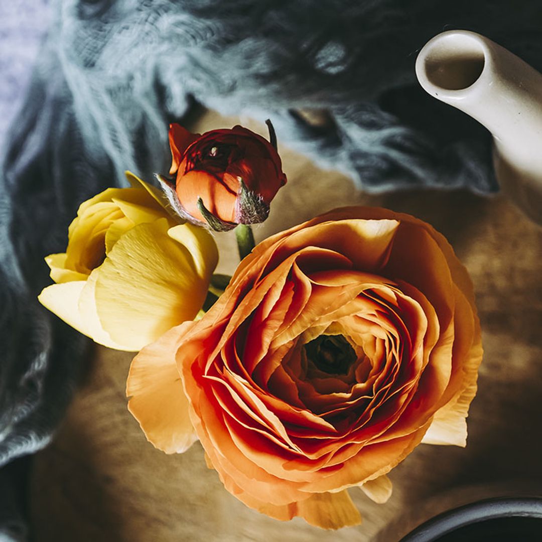 ¿Secas o preservadas? ¿Qué tipo de flores prefieres para decorar tu casa?