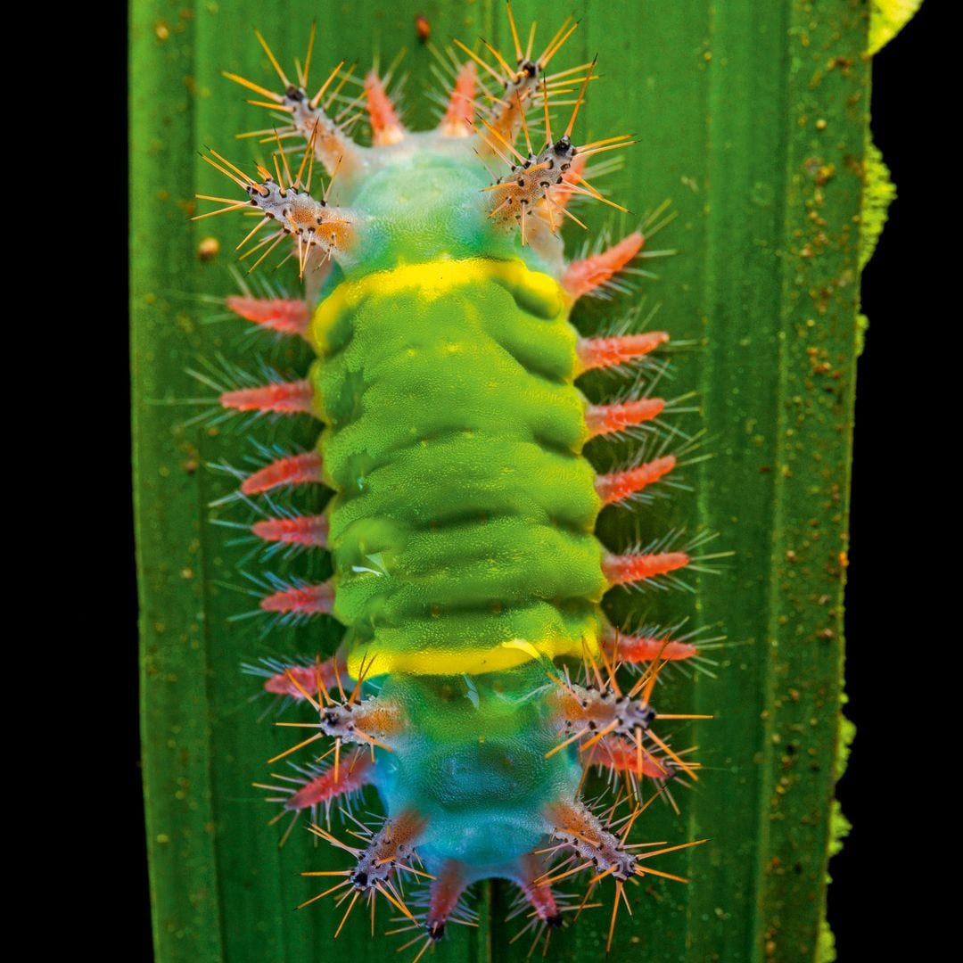 La oruga limacodidae, peculiar y colorida