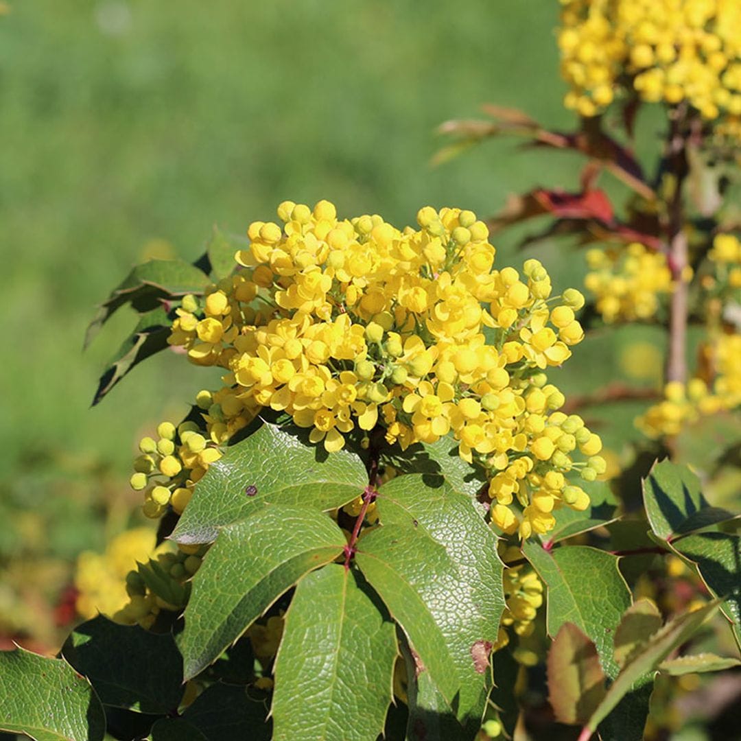 Mahonia, un arbusto de hoja perenne perfecto para el jardín