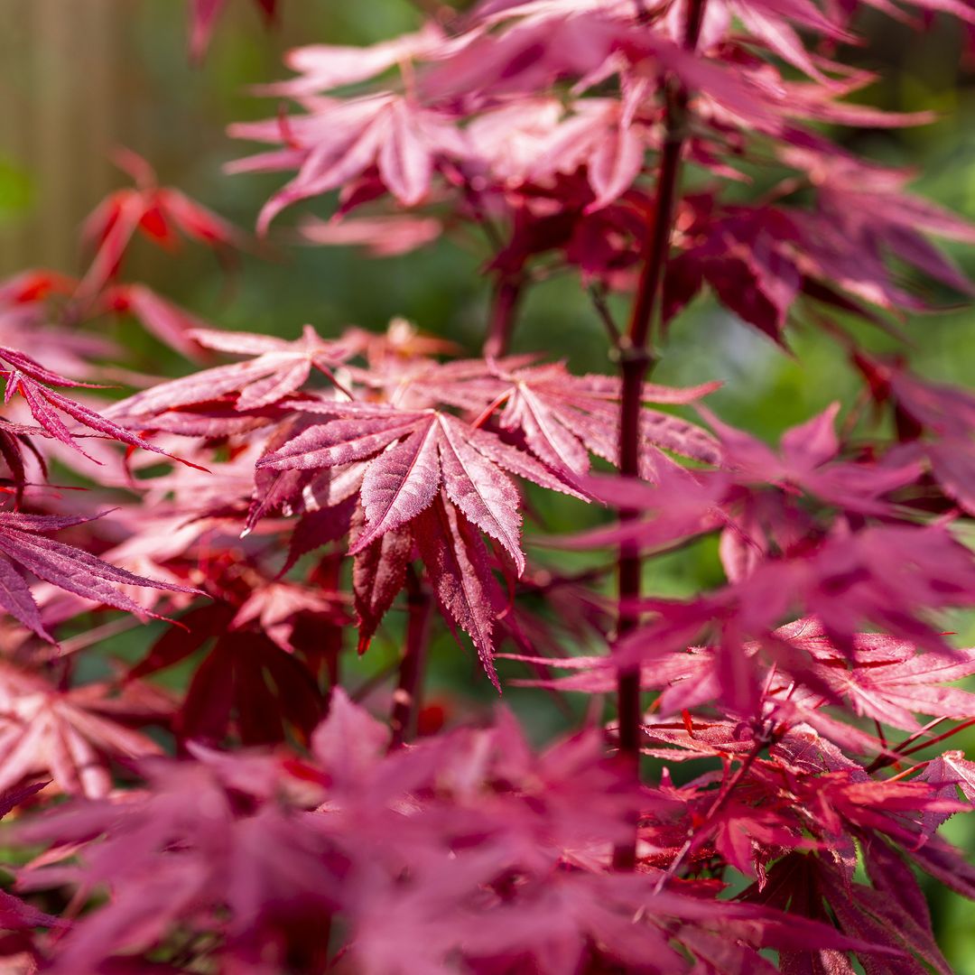 Arce japonés: el pequeño árbol que tiñe de rojo el jardín y la terraza cuando llega el otoño