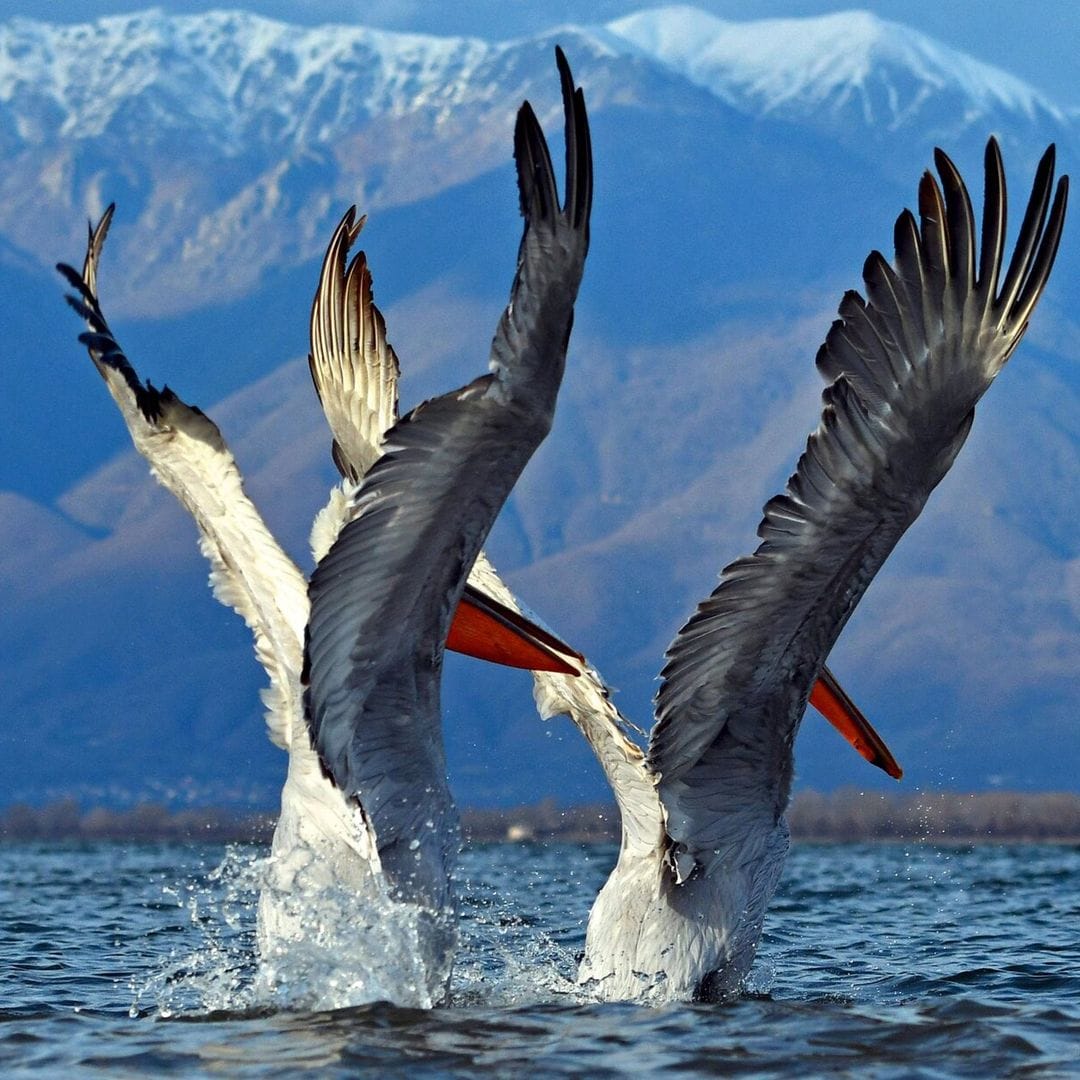 Las imágenes más curiosas de la fauna salvaje
