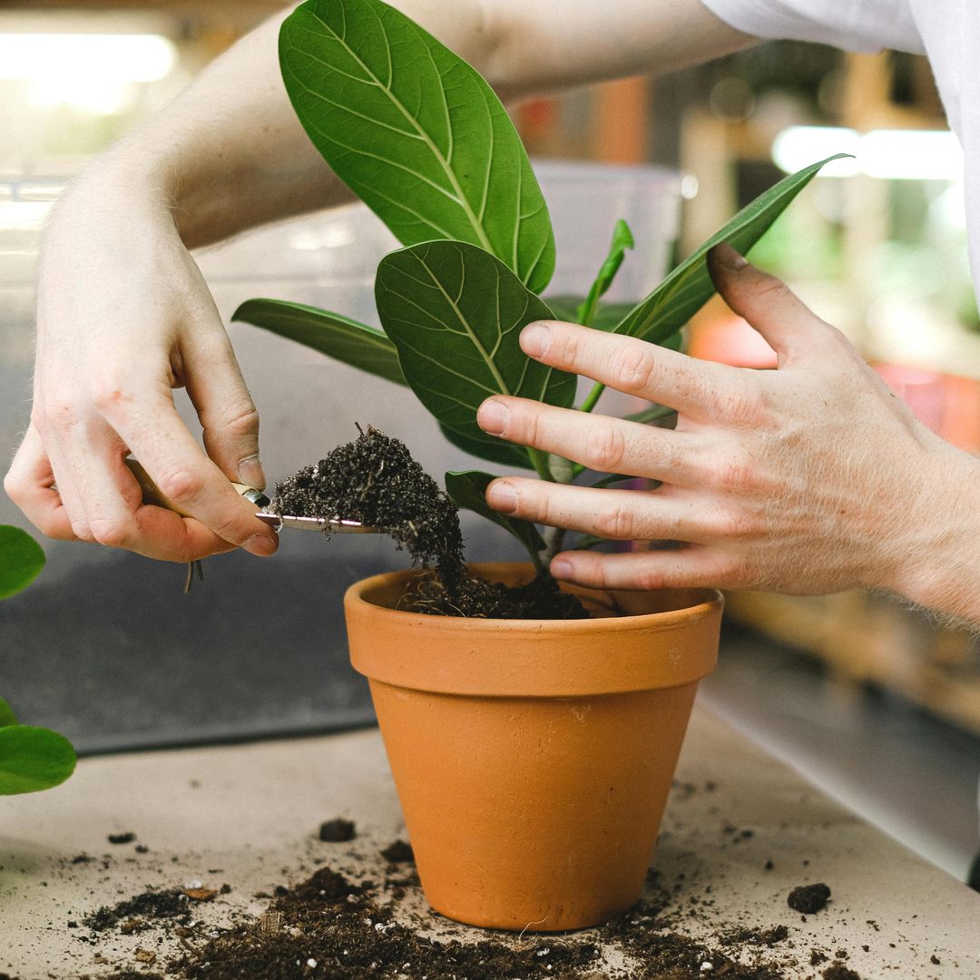 Por qué tus plantas de interior no prosperan y cómo evitarlo: 10 consejos para que se mantengan sanas más tiempo