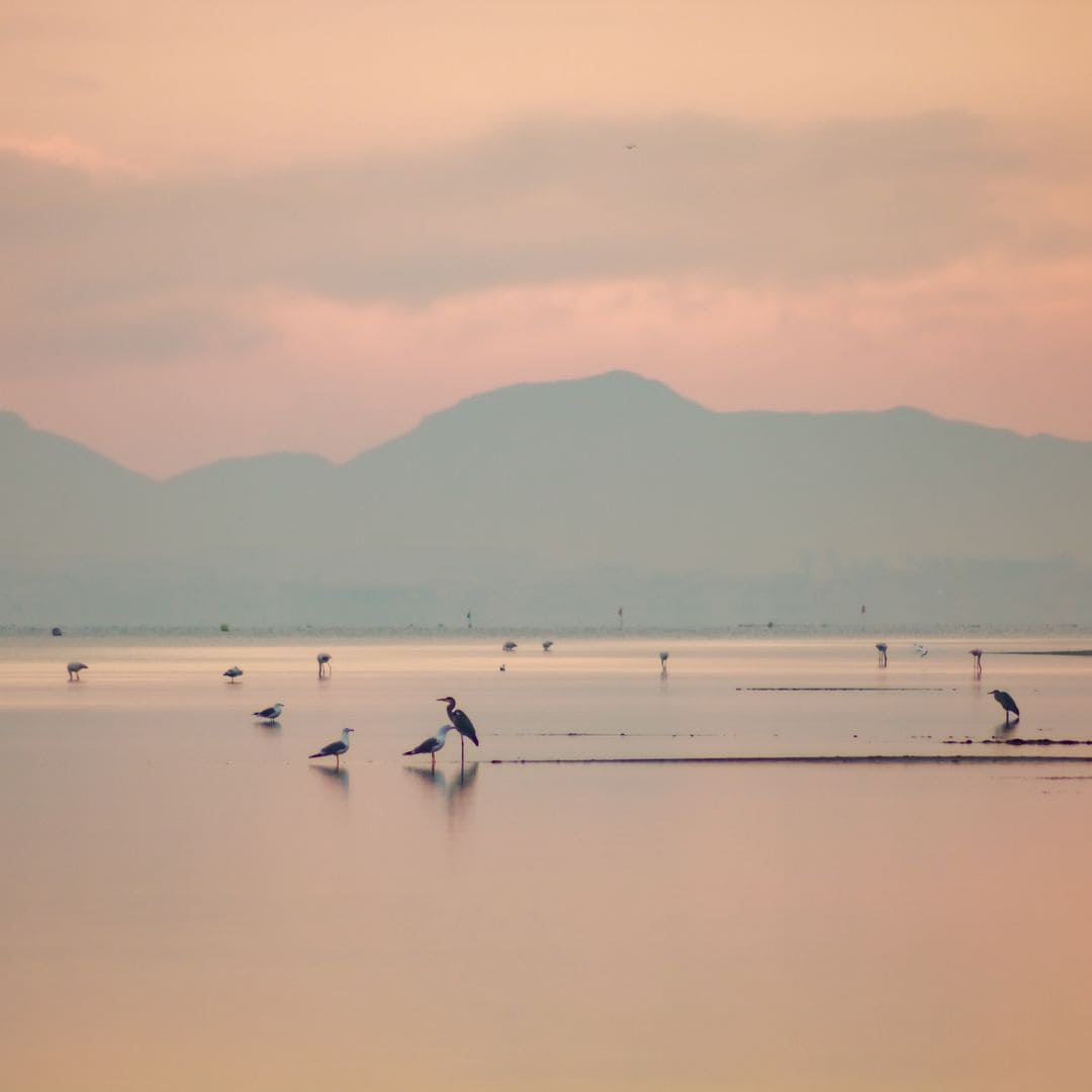 Flamencos en la playa de la Hita, Mar Menor, Murcia