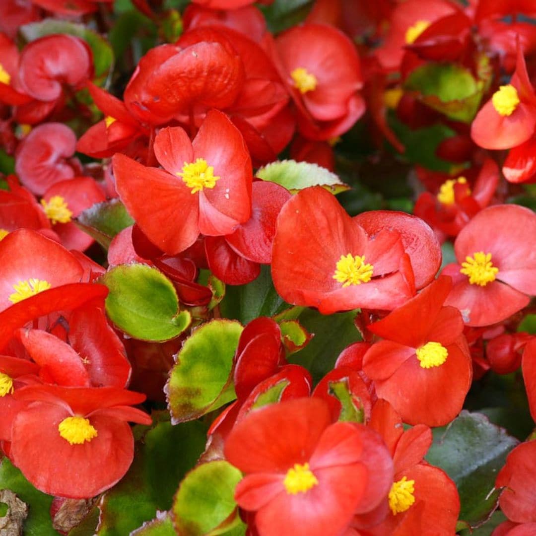 La begonia, una planta para disfrutar de su floración todo el año