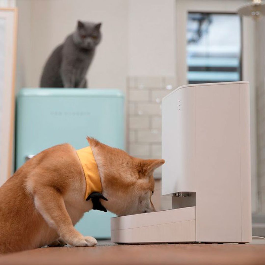 Este comedero automático para mascotas de Xiaomi tiene un descuento de 75€ en Black Friday