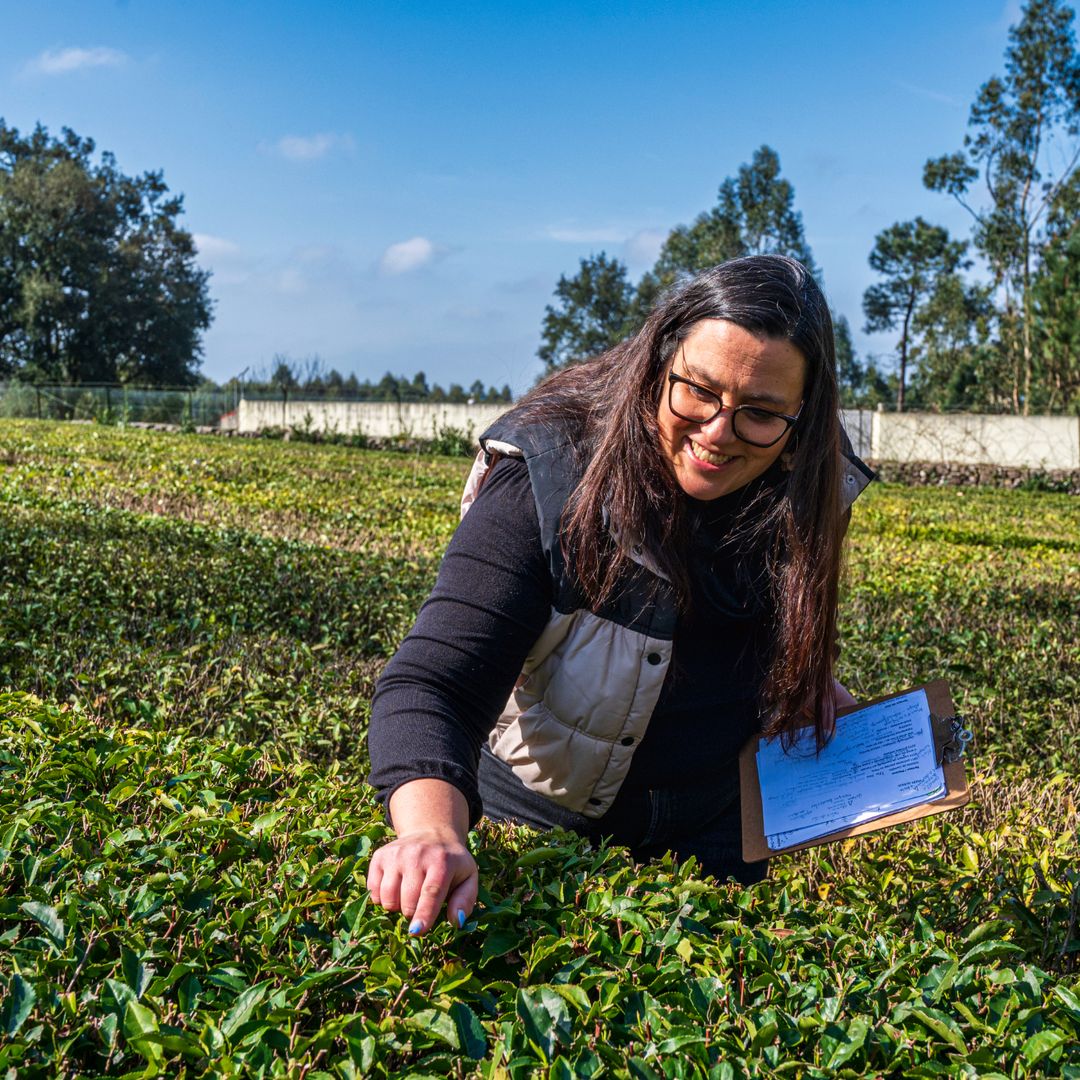 Plantación de té Chá Camélia, Vila do Conde, Portugal