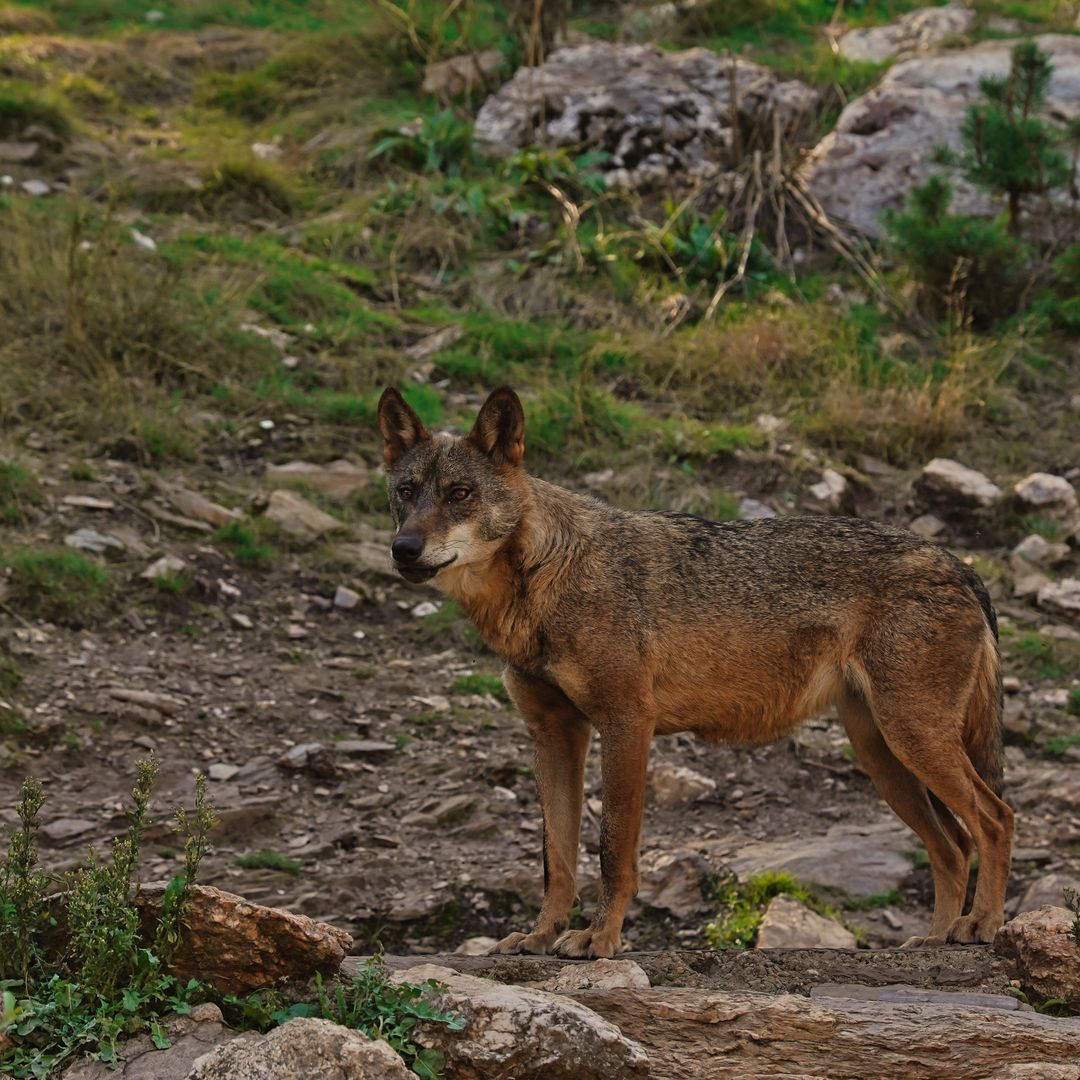 Lobos en la sierra de la Culebra.