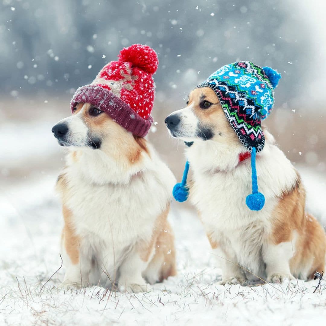 ¿Aguantan mejor el frío los perros grandes o los pequeños?