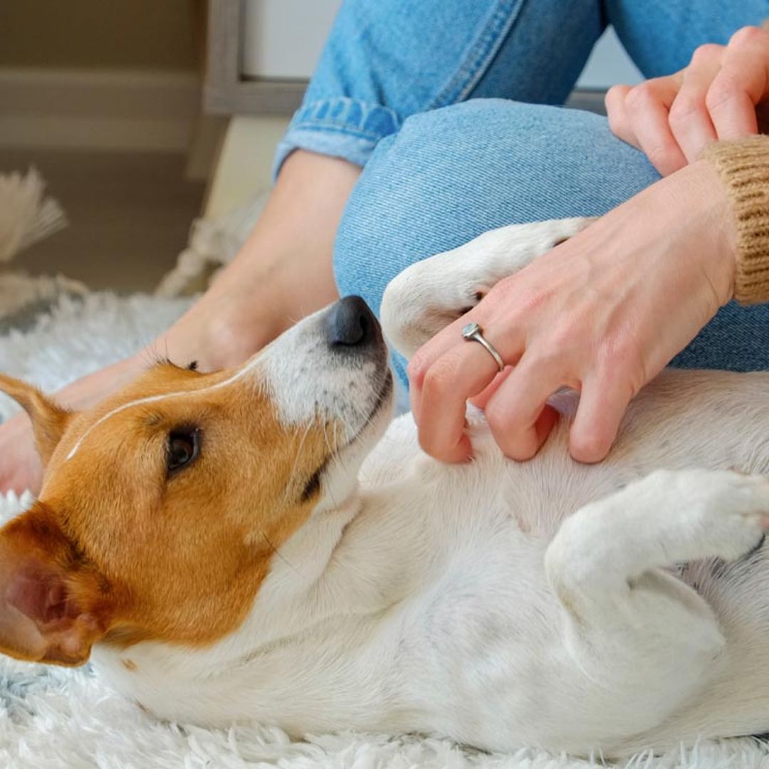 ¿Por qué a los perros les gusta que les rasquemos la barriga?