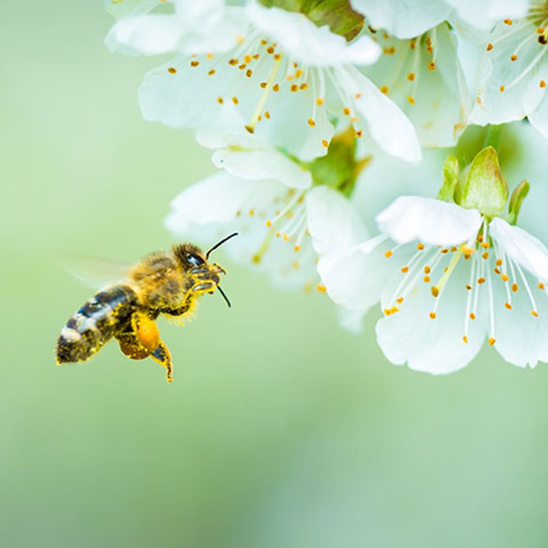 Así de necesarias son las abejas para la fruta