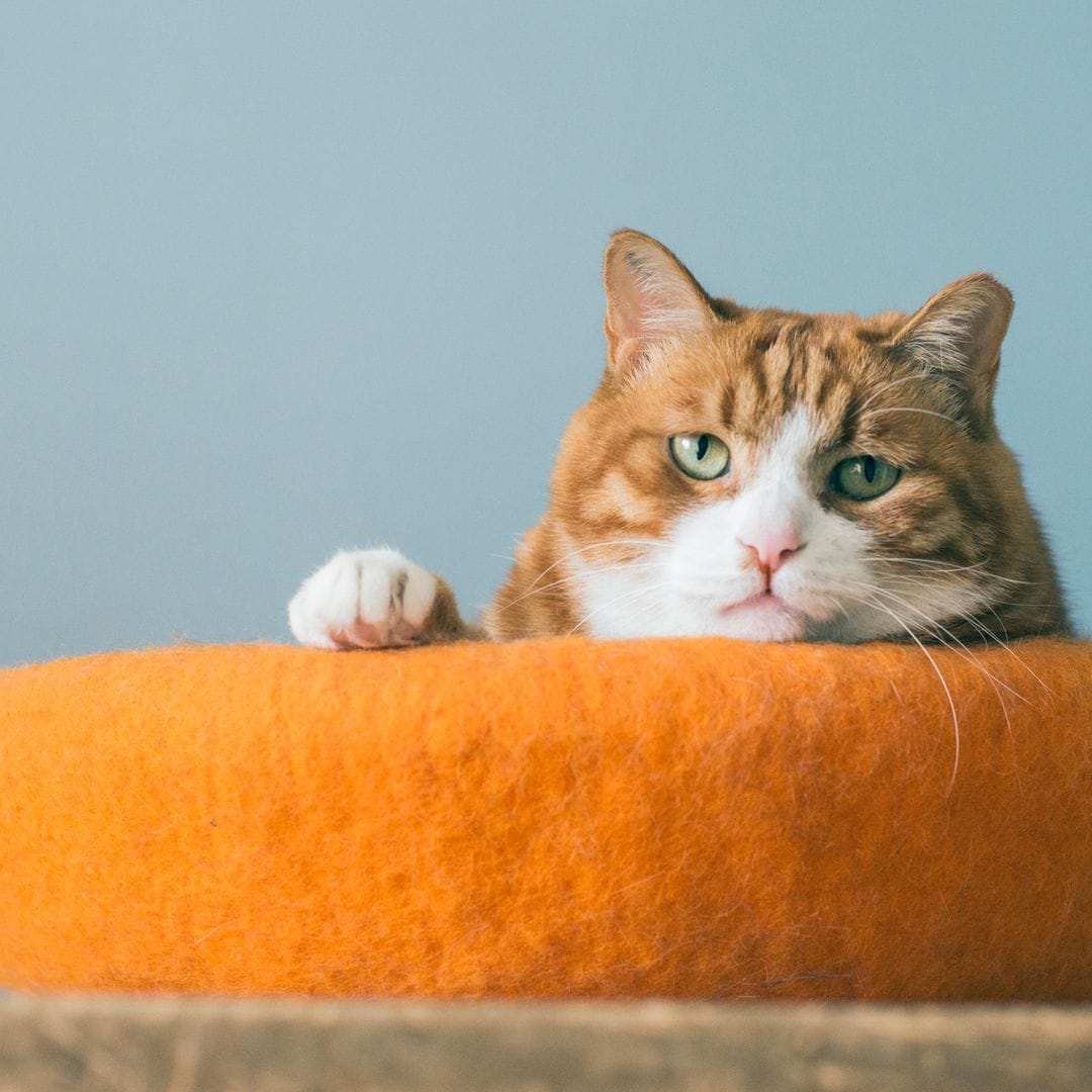 Así te dice tu gato que se siente o se encuentra mal
