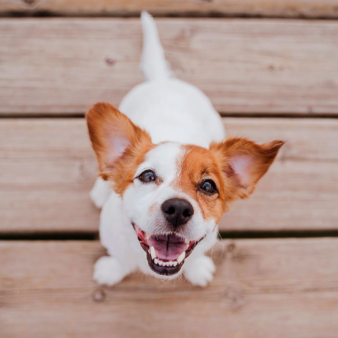 9 datos curiosos sobre los perros que seguramente desconoces