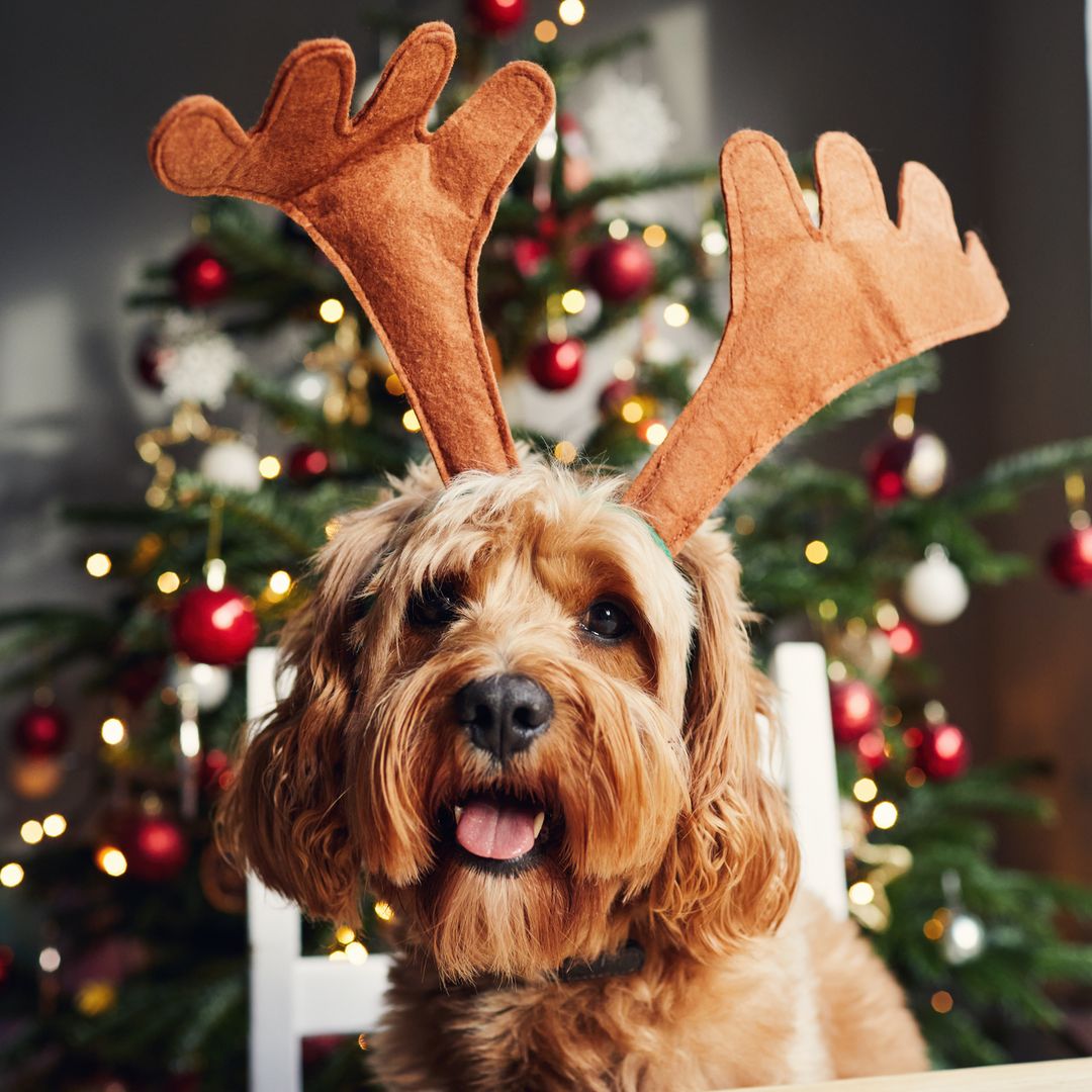 Regalos de Navidad para perros: 10 ideas que harán muy feliz a tu peludo (o a ti)