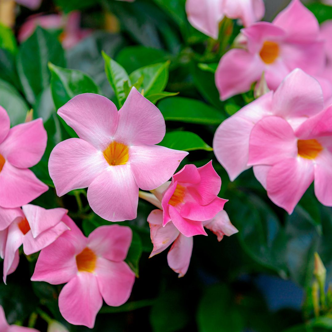 12 plantas trepadoras y enredaderas que transformarán tu jardín en un rincón mágico y colorido